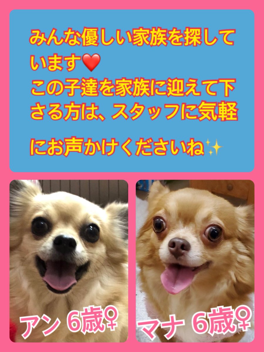 🐾今日の里親様募集中ワンコ🐶メンバーです🐾2020,2,3